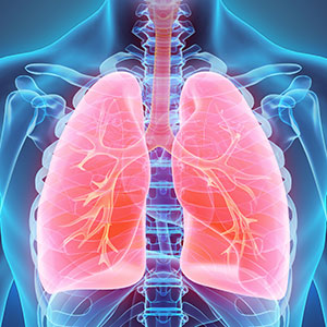 Respiratory System